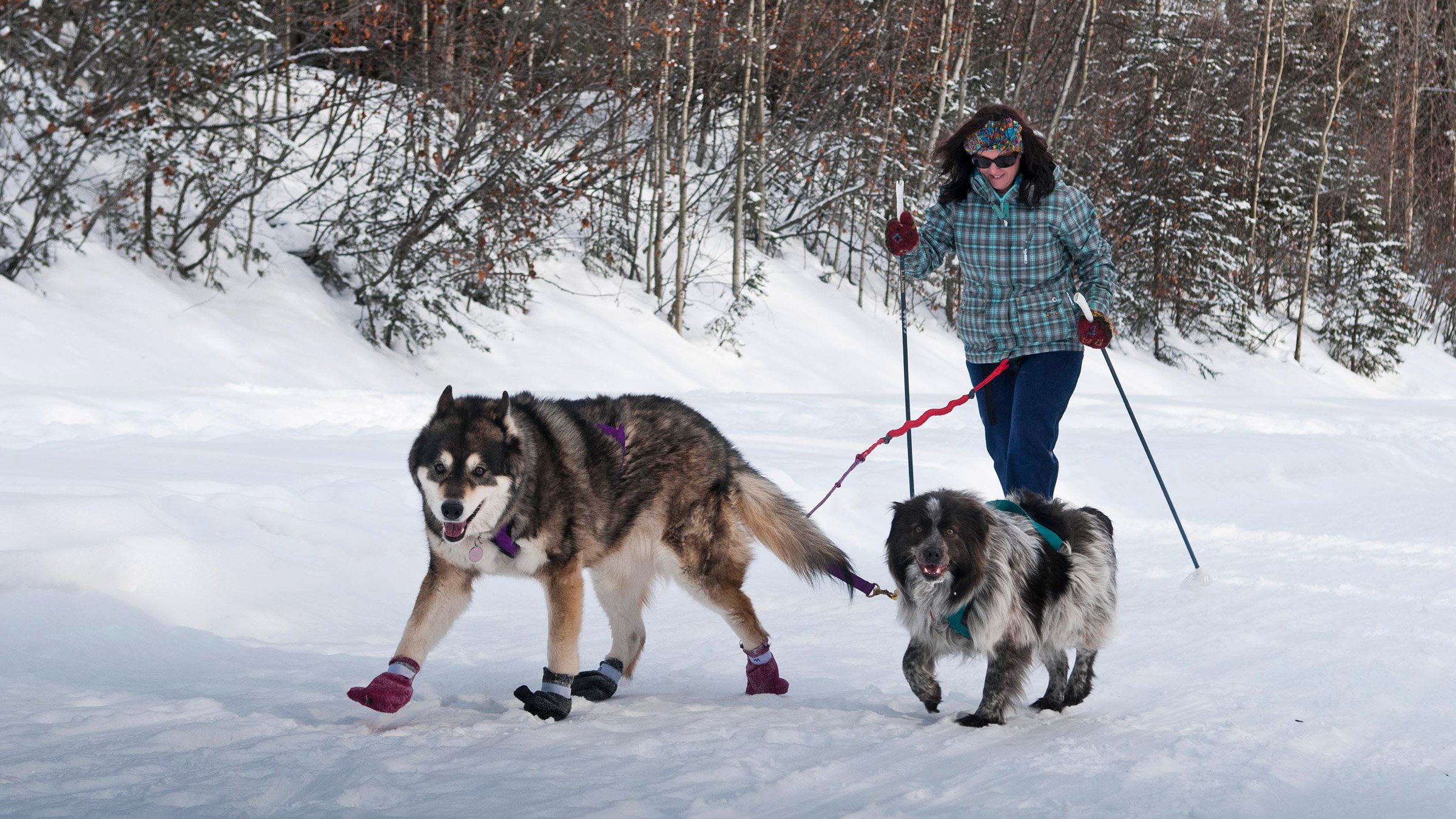 Cani-snowshoeing